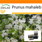 SAFLAX - Garden in the Bag - Mahaleb Cherry - 30 frön - Med substrat i en passande ståpåse - Prunus mahaleb