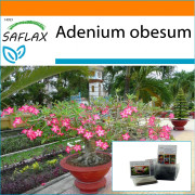 SAFLAX - Garden in the Bag - Bonsai - Desert Rose - 8 frön - Med substrat i en passande ståpåse - Adenium obesum