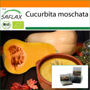 SAFLAX - Garden in the Bag - Ekologisk - Squash - Butternut - 6 frön - Med substrat i en passande ståpåse - Cucurbita moschata
