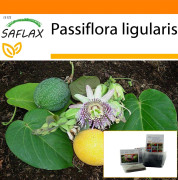 SAFLAX - Garden in the Bag - Sweet Granadilla - 20 frön - Med substrat i en passande ståpåse - Passiflora ligularis