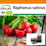 SAFLAX - Trädgård i påsen - Ekologisk - Rädisa - Körsbärsklocka - 100 frön - Med substrat i en passande ståpåse - Raphanus sativus