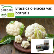 SAFLAX - Trädgård i påsen - Ekologisk - Blomkål - Snöboll - 70 frön - Med substrat i en passande ståpåse - Brassica oleracea