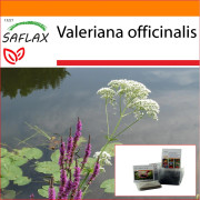 SAFLAX - Trädgård i påsen - Valeriana - 200 frön - Med substrat i en passande ståpåse - Valeriana officinalis