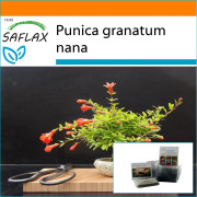 SAFLAX - Garden in the Bag - Bonsai - Dvärggranatäpple - 50 frön - Med substrat i en passande ståpåse - Punica granatum nana