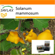 SAFLAX - Garden in the Bag - Love Apple / Nipplefruit - 10 frön - Med substrat i en passande ståpåse - Solanum mammosum