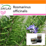 SAFLAX - Trädgård i påsen - Rosmarin - 100 frön - Med substrat i en passande ståpåse - Rosmarinus officinalis