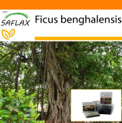 SAFLAX - Garden in the Bag - Indian Banyan Tree - 20 frön - Med substrat i en passande ståpåse - Ficus benghalensis