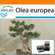 SAFLAX - Garden in the Bag - Bonsai - Common Olive - 20 frön - Med substrat i en passande ståpåse - Olea europea