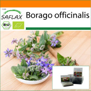 SAFLAX - Trädgård i påsen - Ekologisk - Gurkört - 40 frön - Med substrat i en passande ståpåse - Borago officinalis