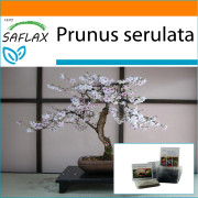 SAFLAX - Garden in the Bag - Bonsai - Wild Black Cherry - 30 frön - Med substrat i en passande ståpåse - Prunus serulata