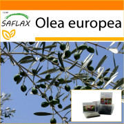 SAFLAX - Garden in the Bag - Common Olive - 20 frön - Med substrat i en passande ståpåse - Olea europea