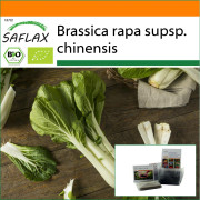 SAFLAX - Garden in the Bag - Ekologisk - Kinesisk senapskål - Pak Choi - 300 frön - Med substrat i en passande ståpåse - Brassica rapa