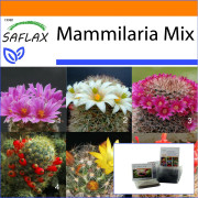 SAFLAX - Garden in the Bag - Mammillaire Mix - 40 frön - Med substrat i en passande ståpåse - Mammilaria Mix