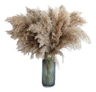 Pampasgräs, 20 st, 60 cm, naturligt torkat, bröllop, trendigt