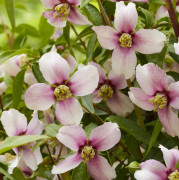 Schersmin - Philadelphus Petite Perfume Pink ® (Storlek: busk C5)