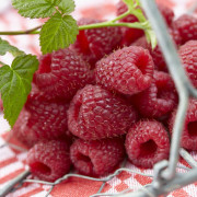 Hallon - Rubus idaeus Cascade Delight (Storlek: C2)