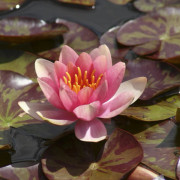 Dvärgnäckros - Nymphaea Aurora (Krukstorlek: 1L)