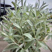 Silvervide - Salix candida Iceberg Valley ® (Storlek: busk C3,2)