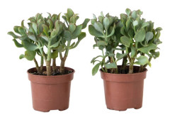 Jadeväxt - 2-pack - Crassula arborescens 'Curly' - Kruka 12 cm