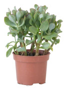 Jadeväxt - Crassula arborescens 'Curly' - Höjd 15-25 cm - Kruka 12 cm