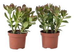 Jadeväxt - 2-pack - Crassula ovata - Höjd 15-25cm - ø12cm