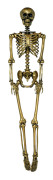 Skelett Guld Prop - 160 cm
