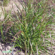 Jungfruhirs - Panicum virgatum Squaw (Krukstorlek: 0,5-1L)