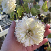 Klematis Storblommig (Storlek: C2)