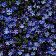 UTOMHUSDEKORATIVA TYGER OXFORD - Motivblommor I DX5209