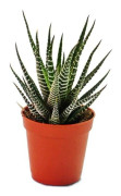 Haworthia fasciata - liten krukväxt på 5,5 cm