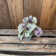 Begonia Rex Hugh McLauchlan, Bladbegonia / Rexbegonia - 6cm - Begonia Rex Hugh McLauchlan (Krukstorlek: 6cm)