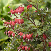 Löjtnantshjärta - Lamprocapnos spectabilis Valentine ® (Krukstorlek: P11cm)