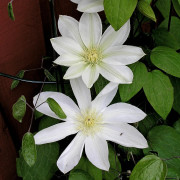 Klematis Storblommig - Clematis patens Mevrouw le Coultre (Storlek: C2)