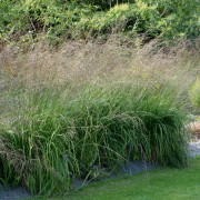 Jättetåtel - Molinia caerulea subsp. arundinacea Karl Foerster (Krukstorlek: 2L)