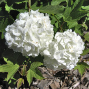 Skogsolvon - Viburnum opulus Strömsund E (Storlek: busk C3,5)
