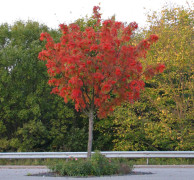 Ullungrönn - Sorbus ulleungensis Dodong (Storlek: utr 150-200 co)