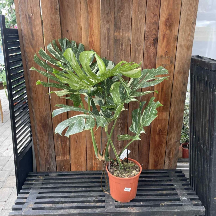 Monstera Thai Constellation XL