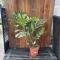 Monstera Thai Constellation XL