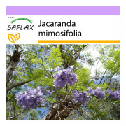 SAFLAX - Jacaranda - 50 frön - Jacaranda mimosifolia