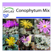 SAFLAX - Blomstenar / Conophytum Mix - 40 frön - Conophytum Mix