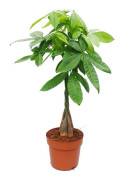 Pachira aquatica, kastanj - kruka 21cm - höjd ca. 100cm