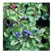 Växt - Amelanchier - Pigeonbär - Purpur - 30-40cm - Utomhusbruk