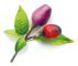 Click And Grow