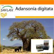 SAFLAX - Trädgård i påsen - Afrikanskt baobabträd - 6 frön - Med substrat i en passande ståpåse - Adansonia digitata