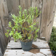 Japanskt Rosmarinvide - Salix subopposita (Storlek: 1L)
