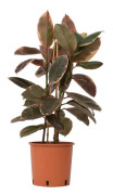 Fönsterfikus - Ficus Elastica 'Belize' - Höjd 75-100cm - ⌀24cm