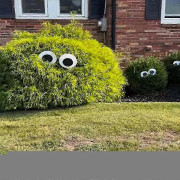 Halloween-ögon för buskar, stora Goog-ögon för buskar, stora Goog-ögon för buskar