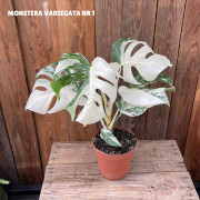 Monstera deliciosa Variegata, Monstera - Nr: 5 - Monstera deliciosa Variegata (Exemplar: Nr: 2)