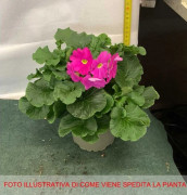 1 STJÄRNA PRIMULA OBCONICA VAS 12CM ASSORTERADE FÄRGER BLOMMOR BALKONG