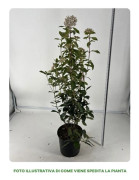 1 VIBURNUM TINUS VÄXTA 18CM UTOMHUSVÄXTER
